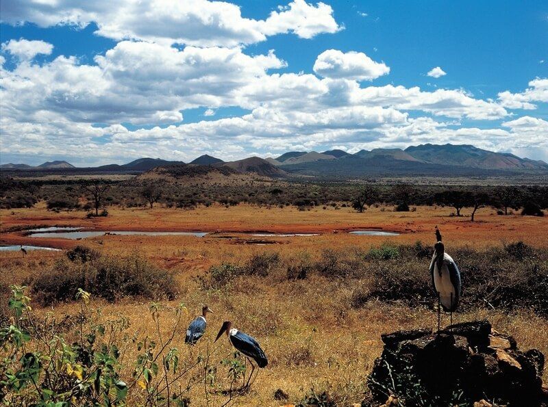 Wet savanna with two birds in the foreground, distant mountains, and a cloudy blue sky