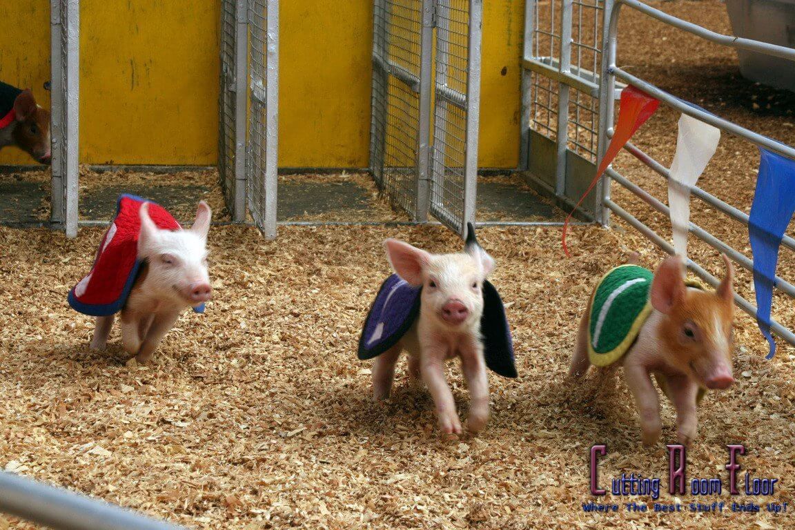 Three piglets in colorful capes running in a straw-covered pen