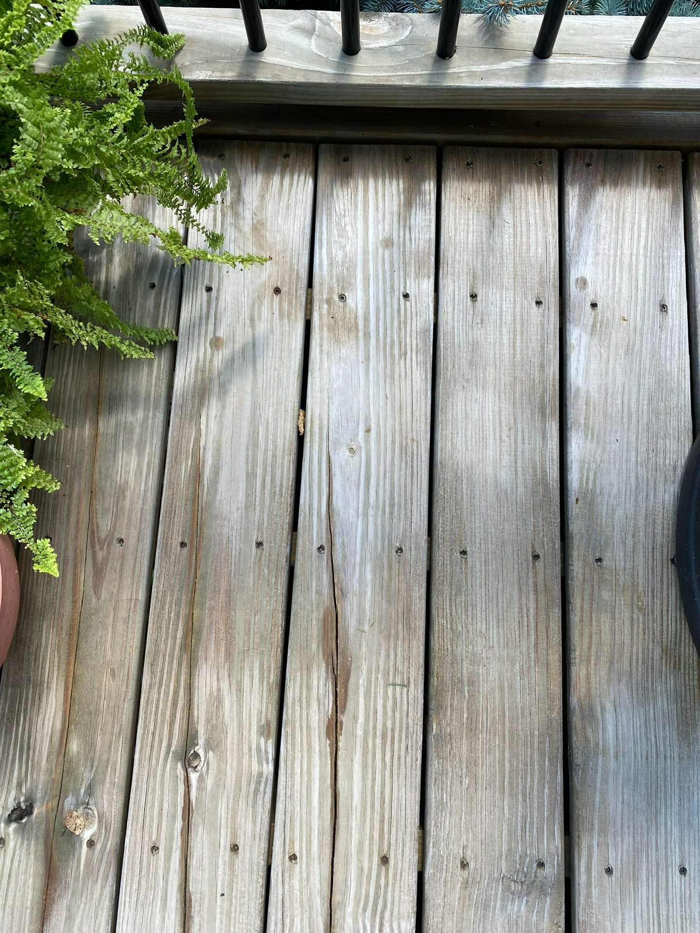 Weathered wooden deck boards with black railing and potted green fern on the left
