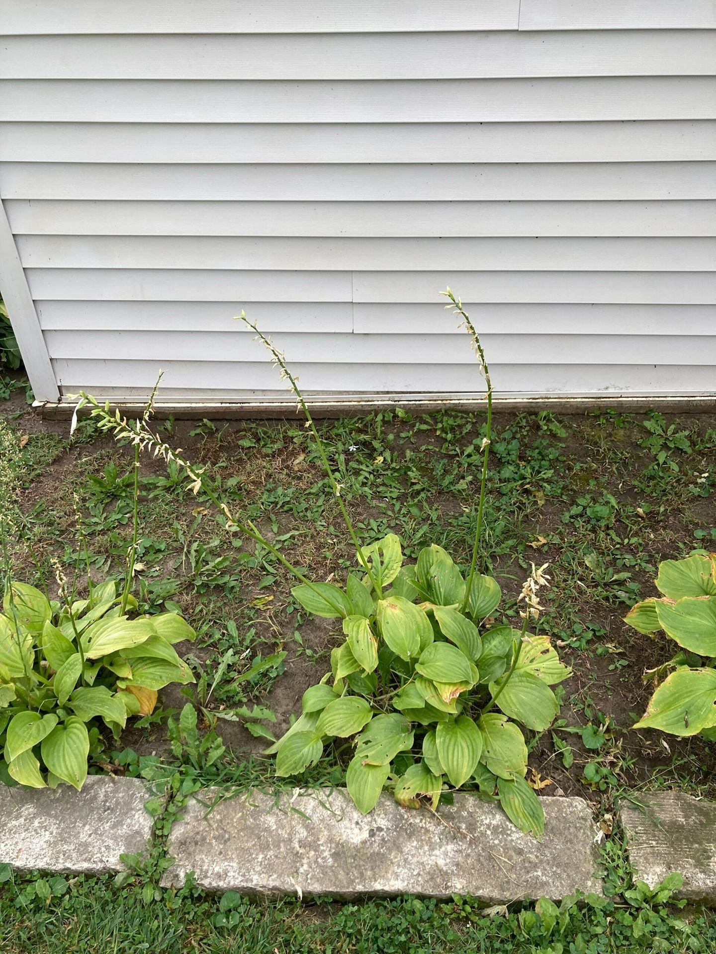 Small green plants and weeds growing along a stone border in front of white house siding