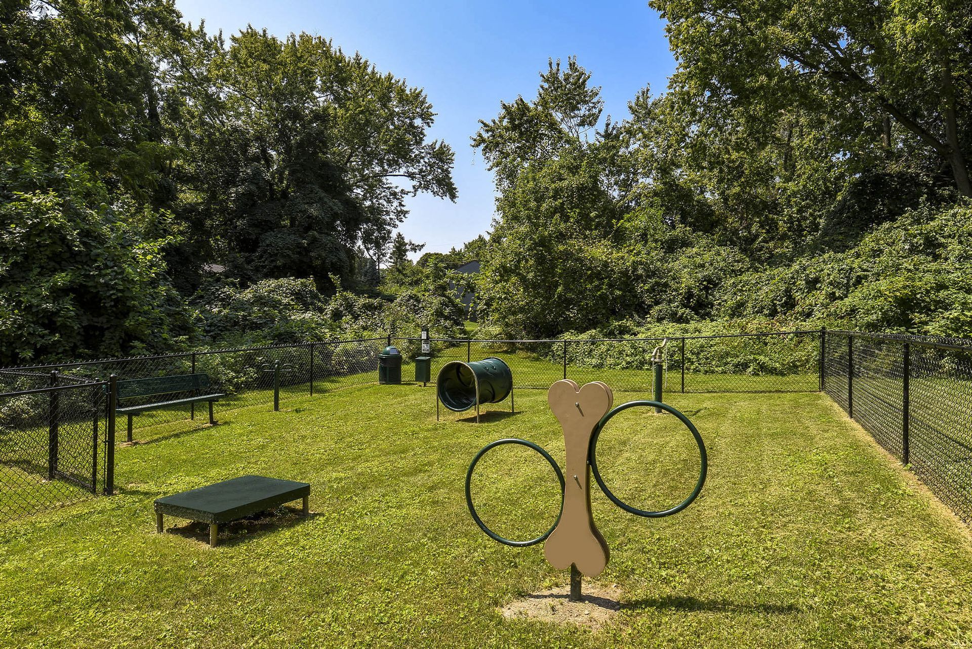 Outdoor dog agility course on a grassy field with hoops, a ramp, and trees in the background