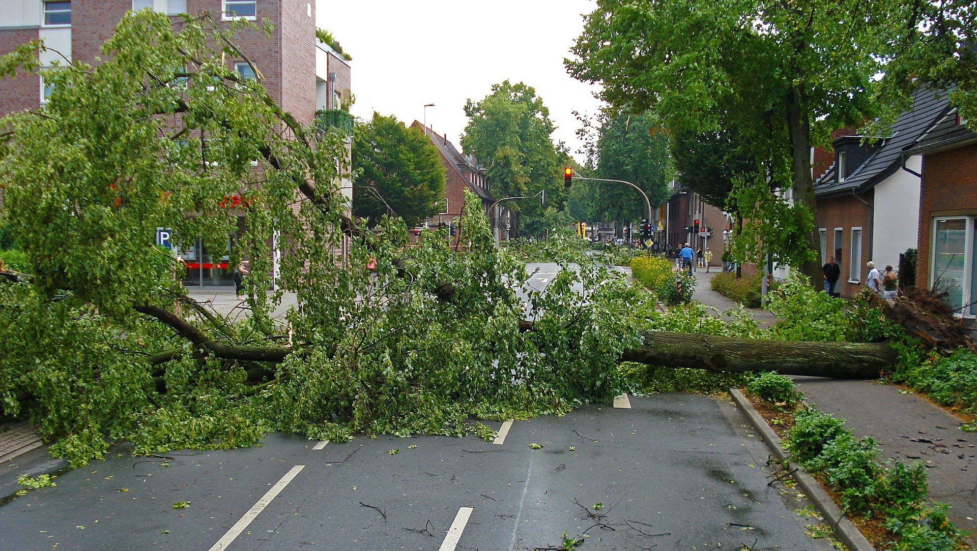 A tree that has fallen on the side of the road