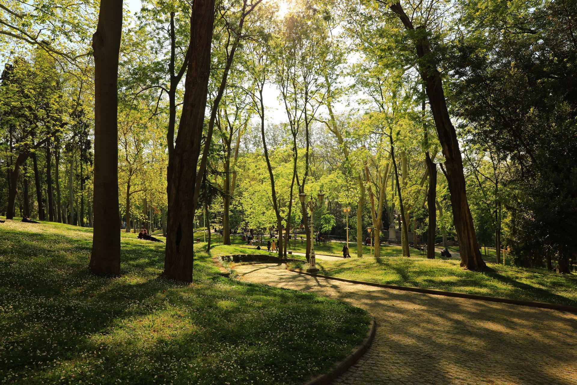 Sunny park with large trees, benches, and long shadows on a dirt path