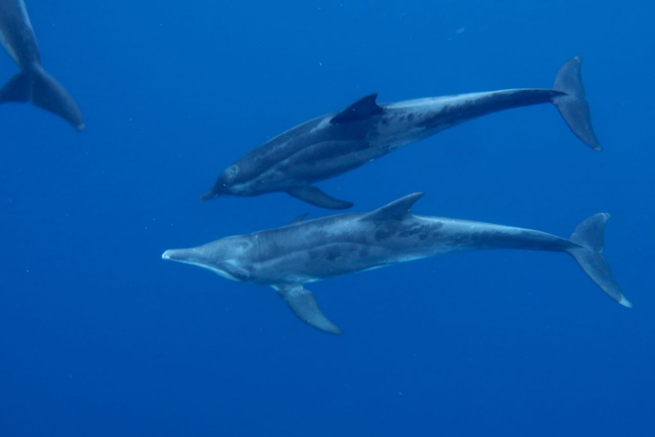 Two dolphins are swimming in the ocean together