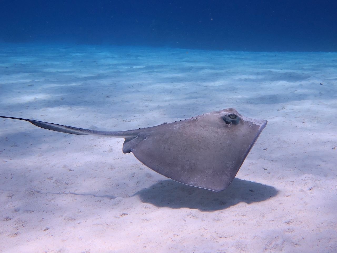 A stingray is swimming in the ocean near the sand.