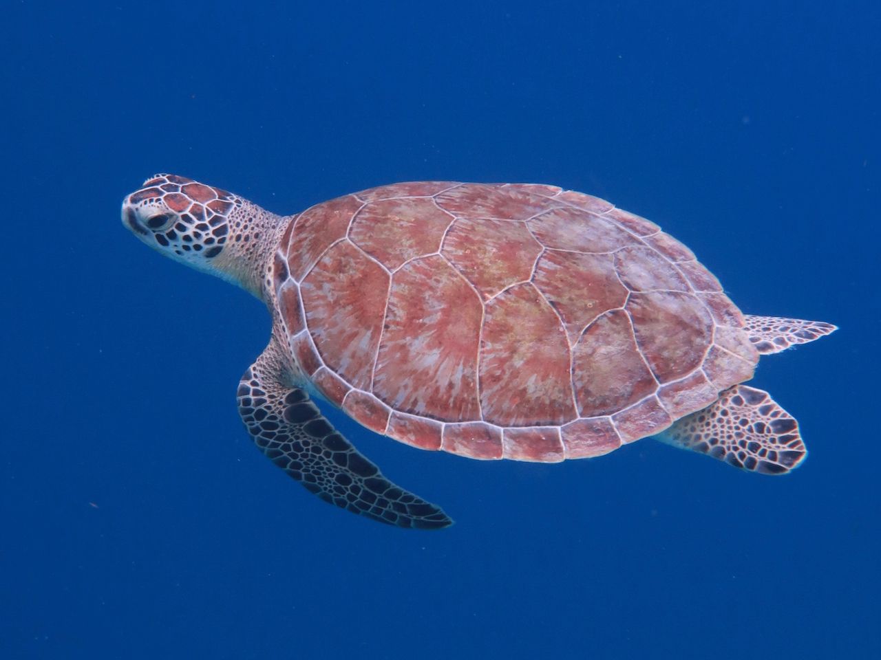 Place where you can see sea turtles in water - Bonaire