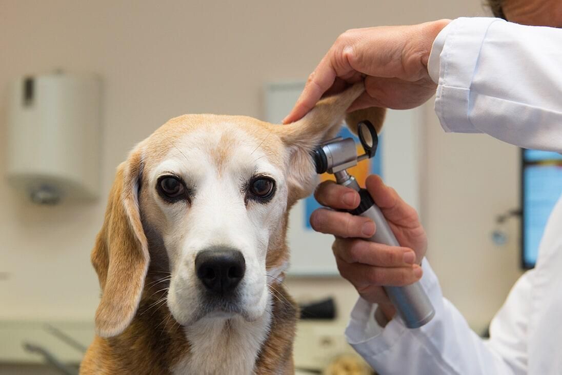CENTRO VETERINARIO URUAPAN 