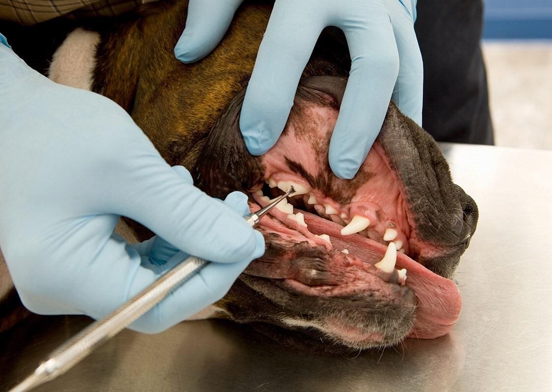 CENTRO VETERINARIO URUAPAN 