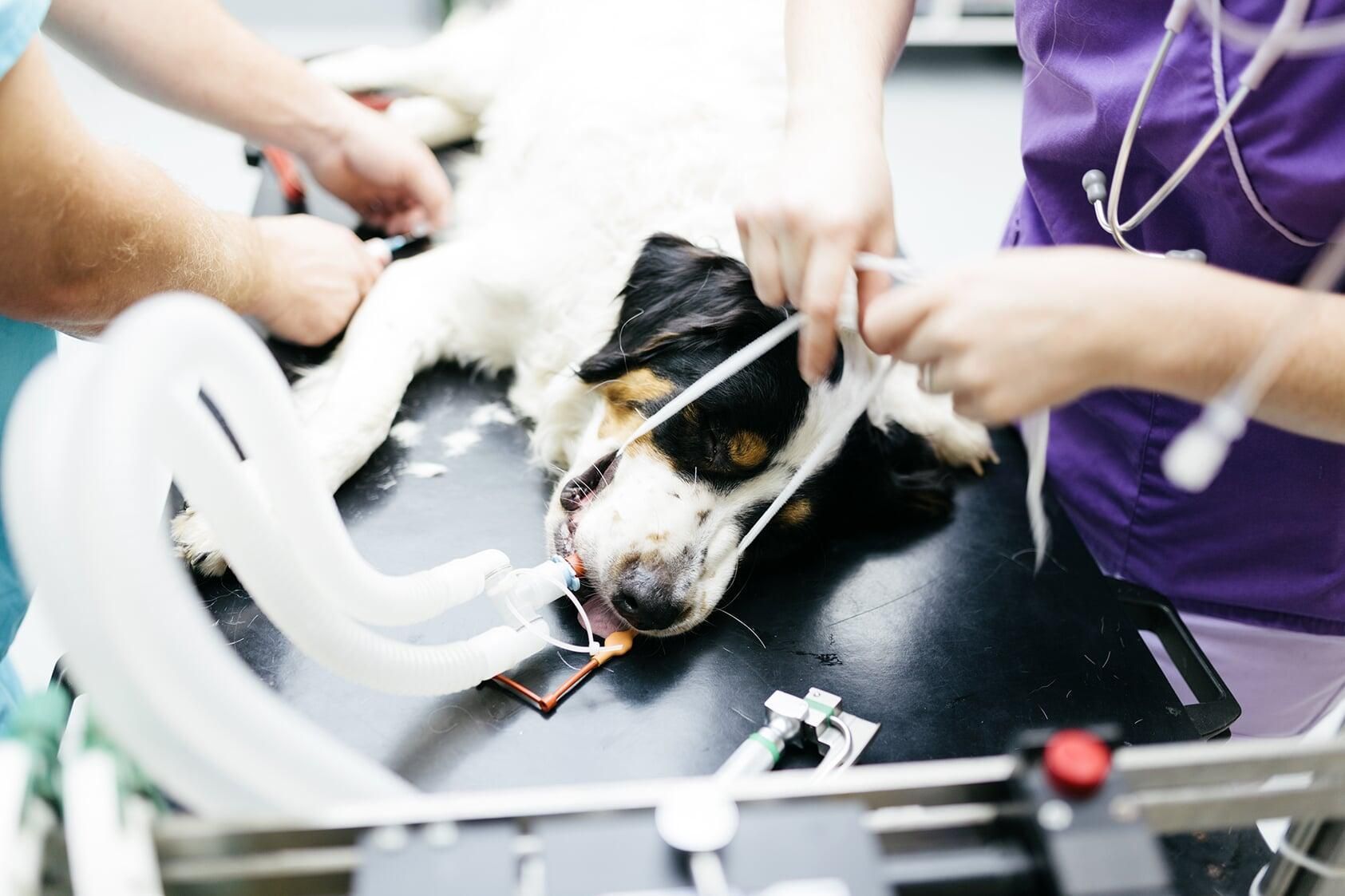 CENTRO VETERINARIO URUAPAN 