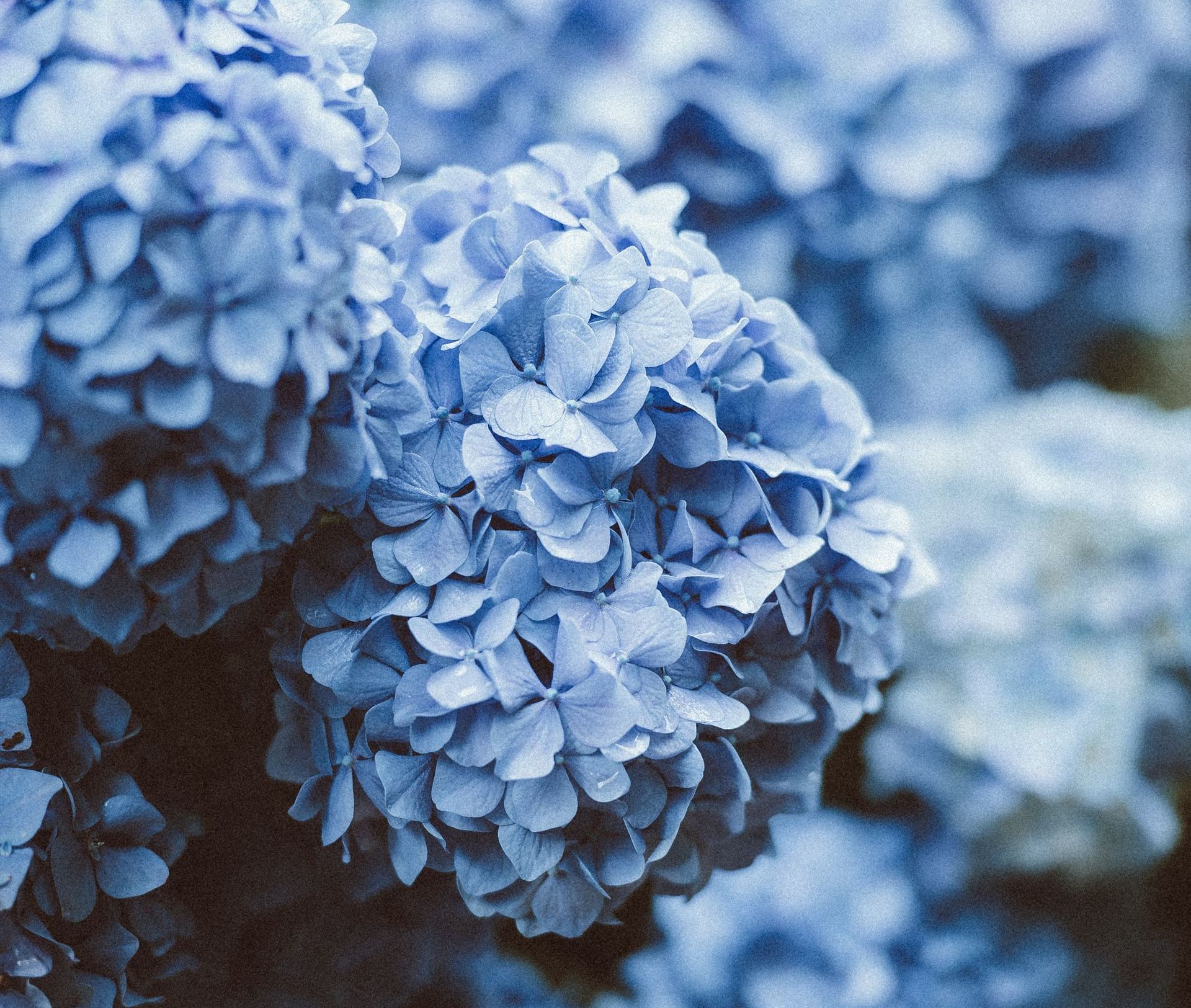 Send Flowers