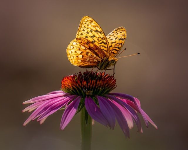 direct cremation Milwaukee WI