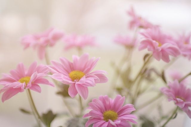 direct cremation West Allis, WI