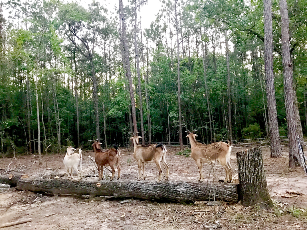 Four goats stand on and near a fallen log in a wooded area.