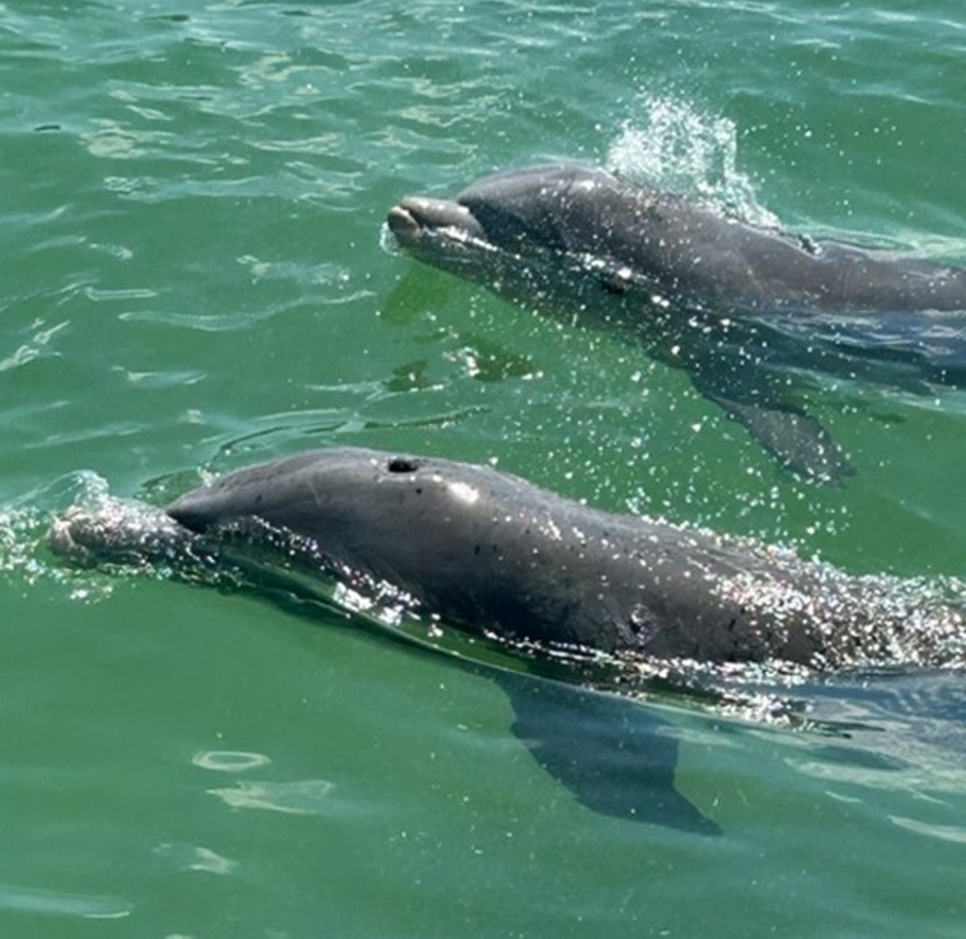 Two dolphins swimming side by side in green water, creating splashes.