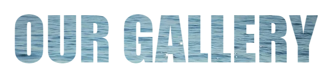 Text reading “OUR GALLERY” in large blue capital letters on a white background