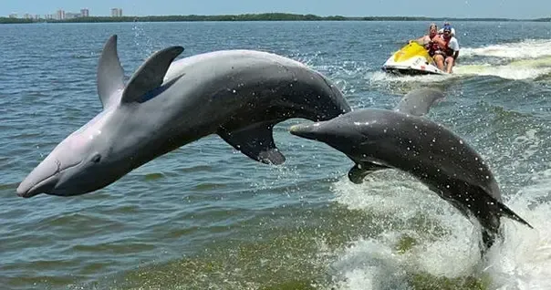 Two dolphins leaping from the water near a jet ski on a sunny lake