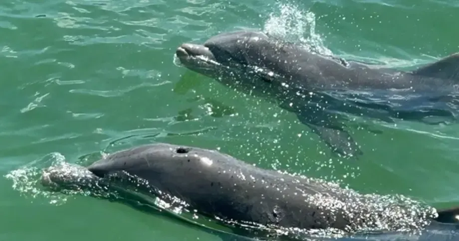 Two dolphins swimming at the water’s surface in green ocean water.
