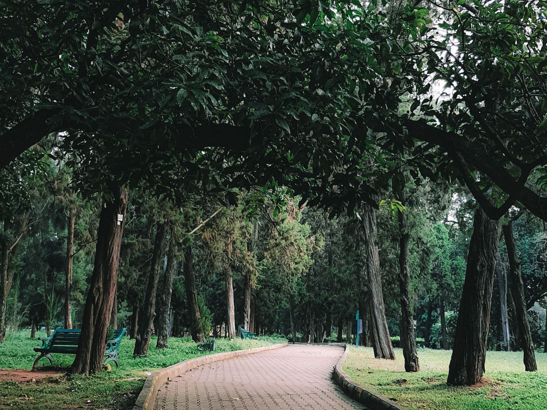 Tree-lined park path with benches and dense green foliage arching overhead