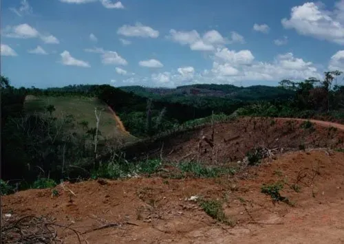 Anbaugebiet Brasilien BIO-Guarana