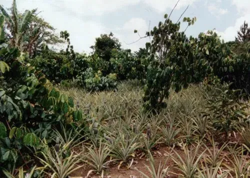 Anbaugebiet Brasilien BIO-Guarana