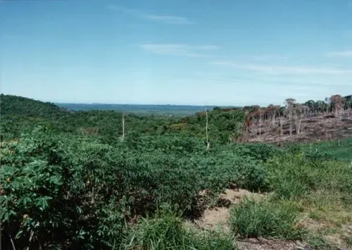 Anbaugebiet ONCA Projekt Brasilien Landscape