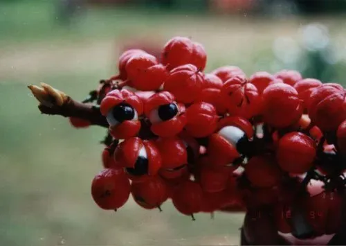Die Guaranapflanze in der Natur