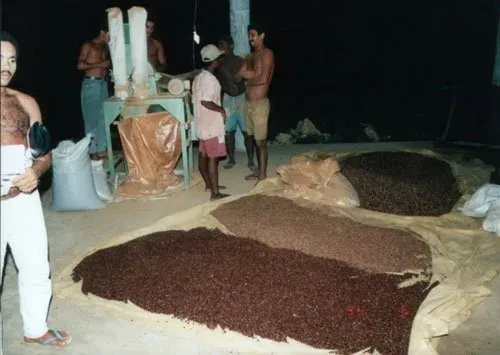 Trocknungsvorgang Brasilien BIO-Guarana