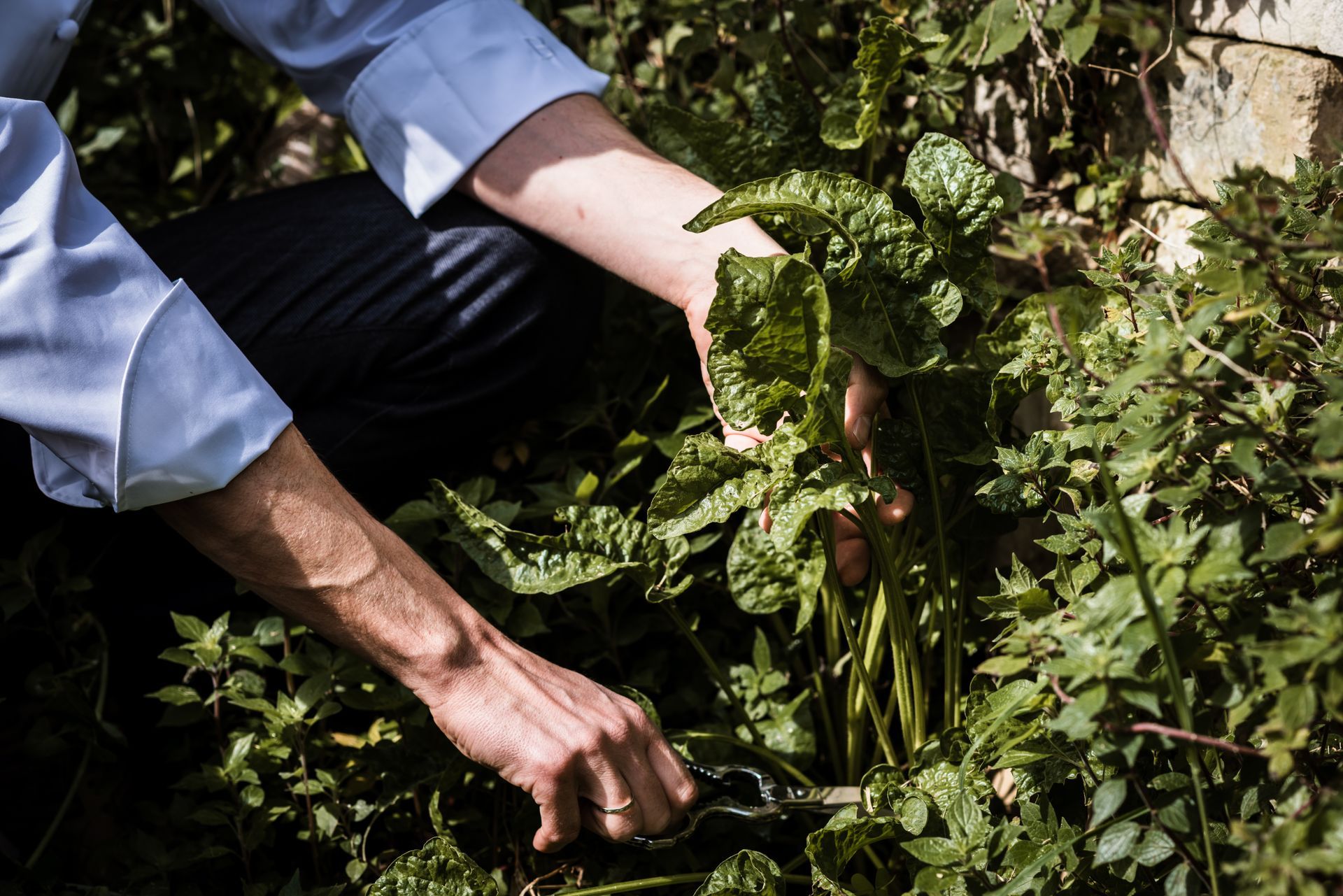 Una persona raccoglie le verdure dal terreno in un giardino - Scuola di Cucina Mediterranea Nosco | Ragusa Ibla | Sicilia