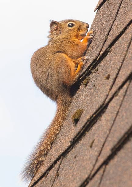 Squirrel clinging to a brick wall, looking upward.