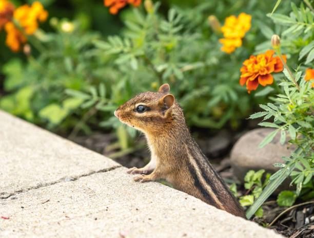 Chipmunk peeking over a stone edge in a garden with green leaves and orange flowers