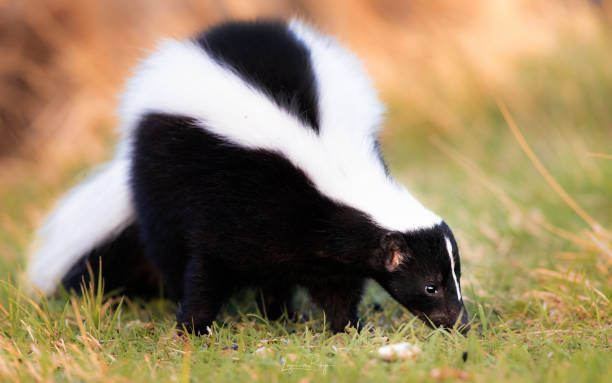 Black-and-white skunk sniffing grass in a field