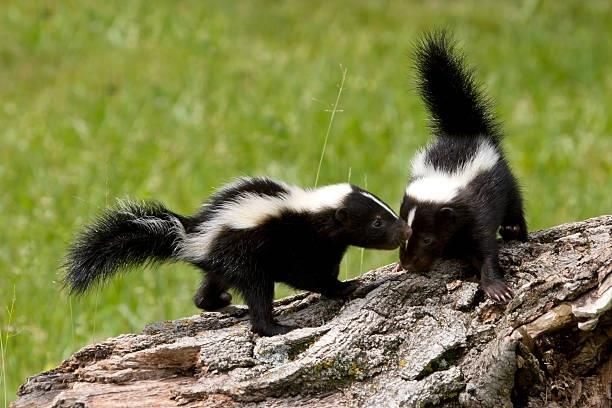 Two skunks on a log, one sniffing the other in a grassy field