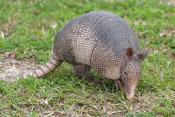 Armadillo walking on grass with its head down, showing its patterned shell and long tail