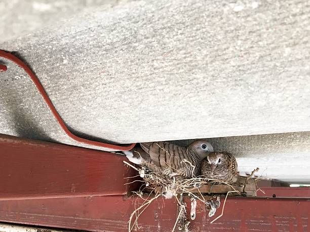 Two baby birds nestled in a nest under a red ledge, with exposed wires above them.