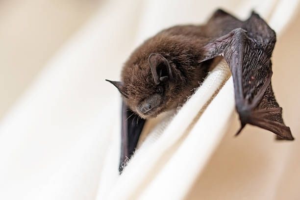 Small brown bat hanging upside down on a white curtain