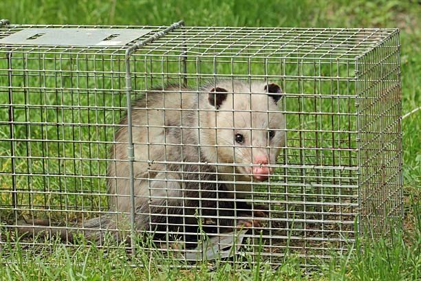 Opossum trapped in a wire cage on grass, facing forward with tongue out.