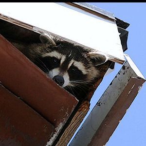 Raccoon peeking out from behind a tilted roof, framed by sky and wooden boards.
