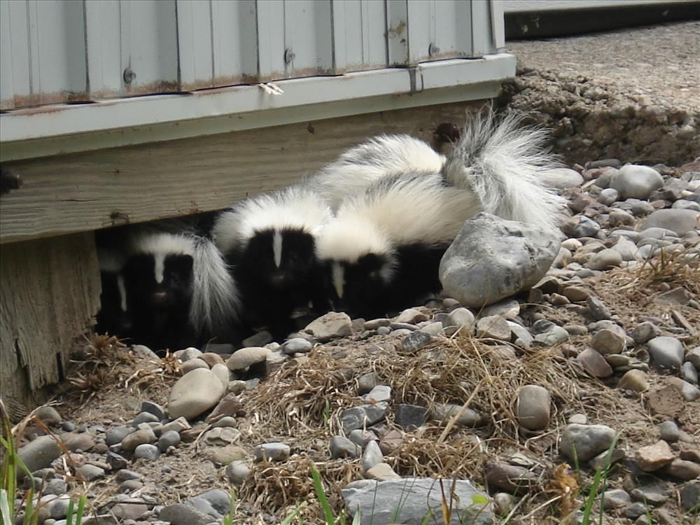 Two skunks huddle under a wooden deck beside rocks and dirt