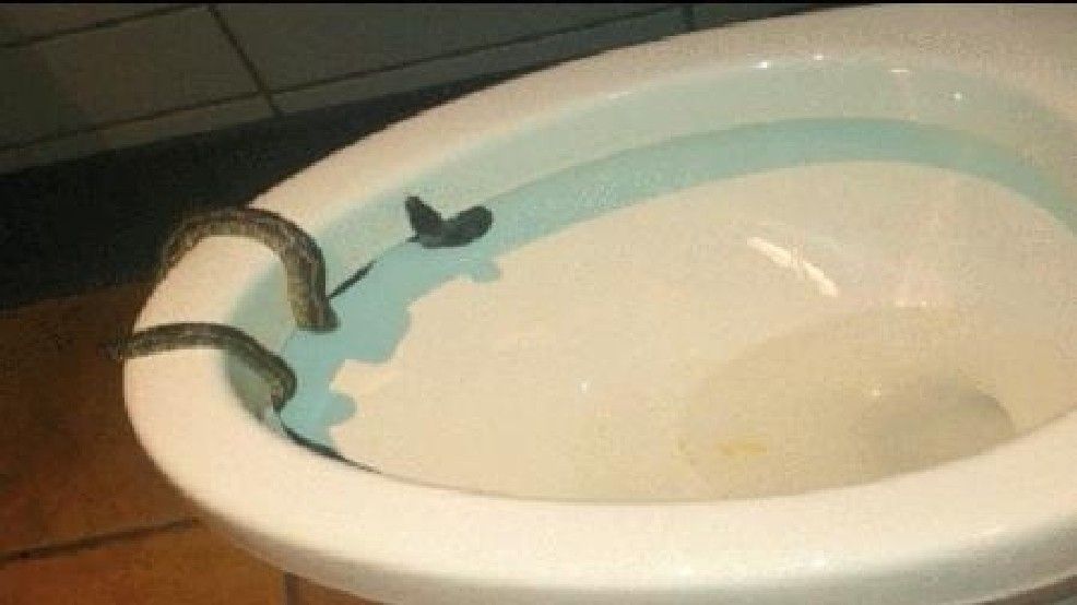 A snake slithers over the rim of a white bathtub with a light blue stripe.