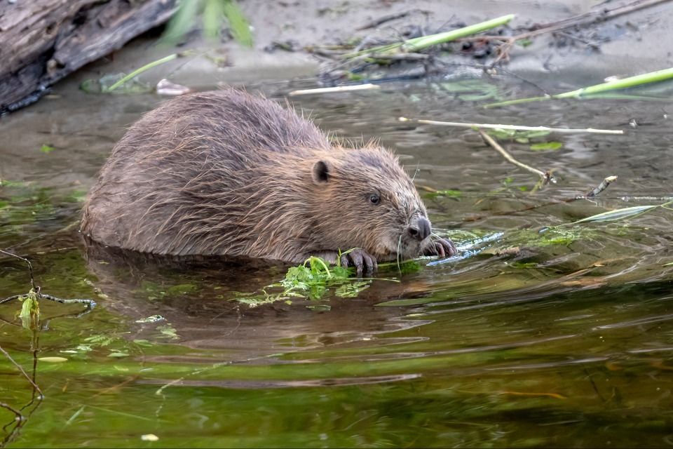 Brown nutria swimming in a shallow pond with reeds and muddy water