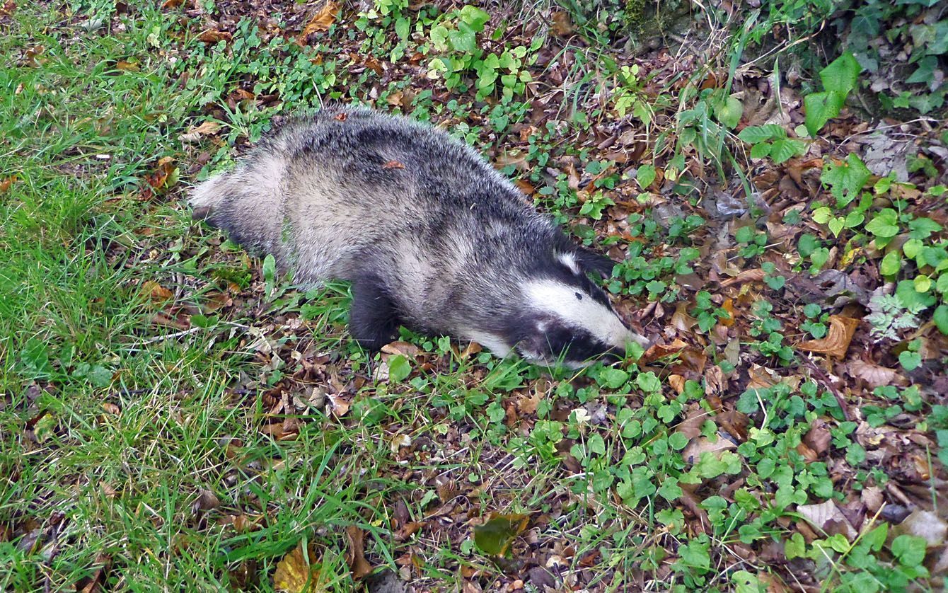 A badger lying on grass and fallen leaves, viewed from above.