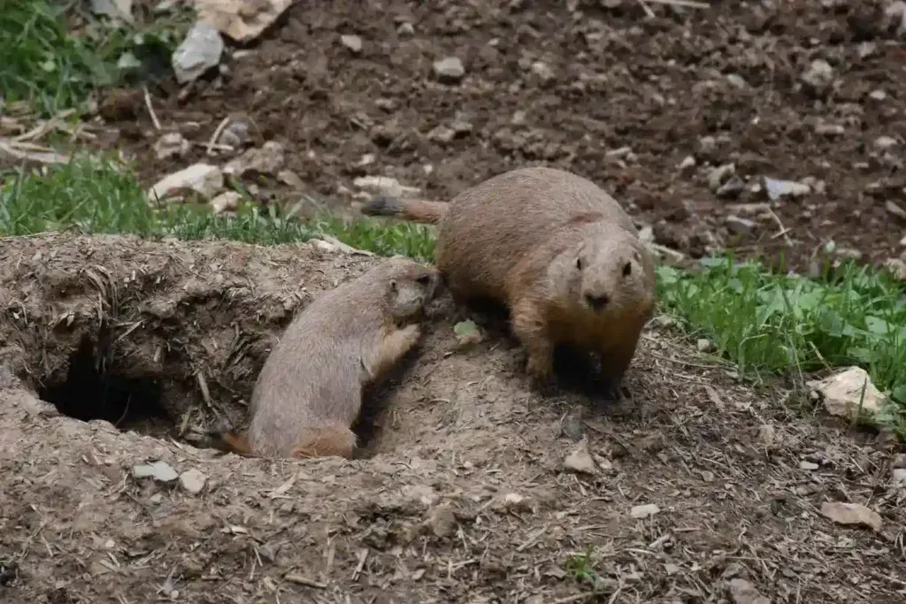 Two small brown animals emerging from a burrow in a dirt area near grass