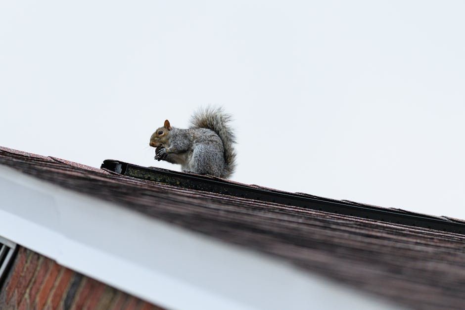 Squirrel on a sloped roof eating, against a pale sky