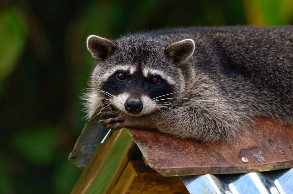 Raccoon peeks over a rusted rooftop, framed by green foliage.
