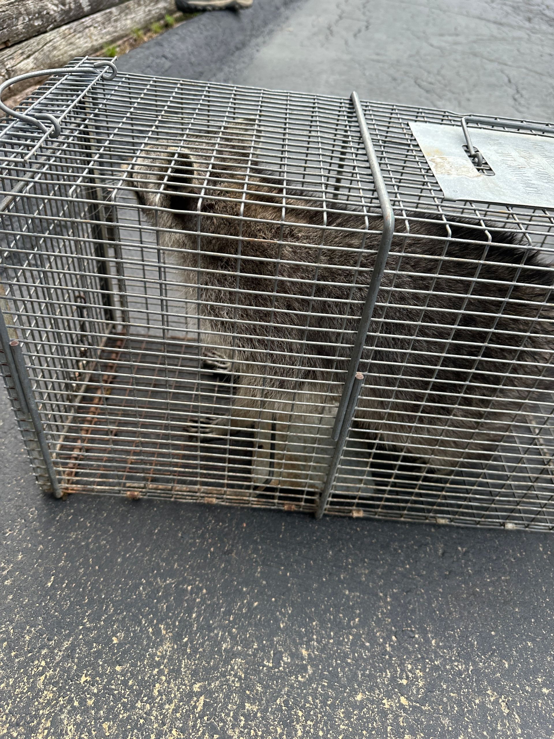 Two small brown animals in a metal cage on pavement, near a curb