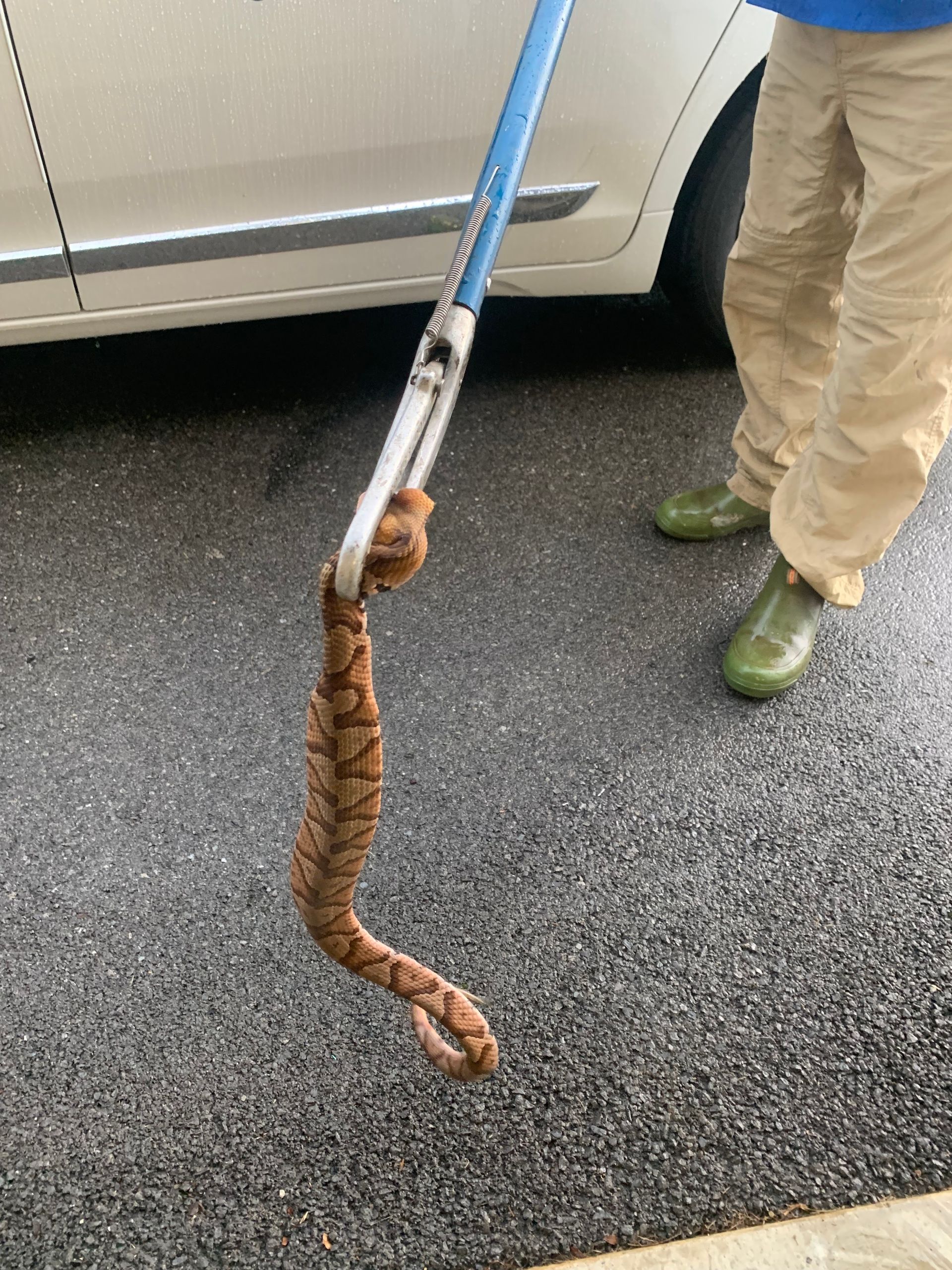 Brown snake hanging from a blue pole beside a parked car, with a person standing nearby.