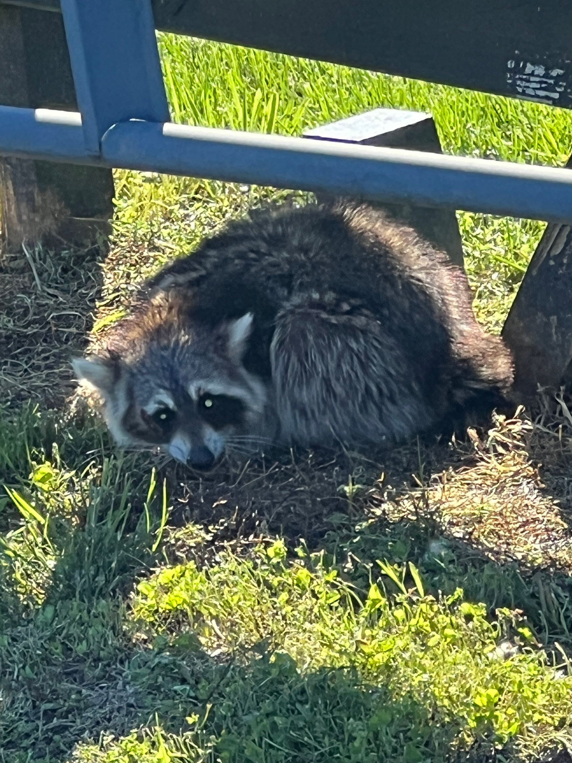 Raccoon crouched in the grass under a blue metal fence, looking toward the camera.