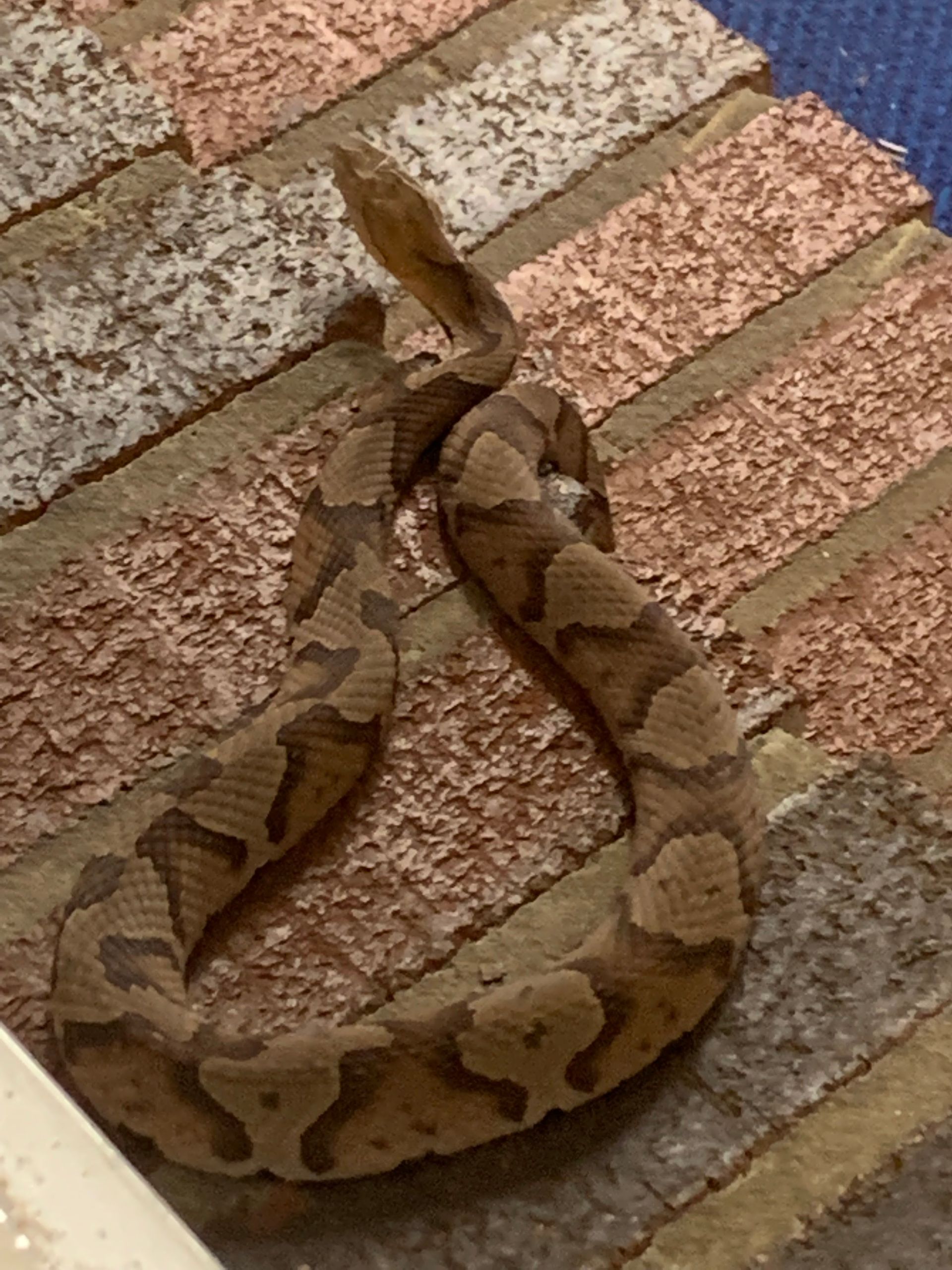 Brown patterned snake coiled on a brick wall, head raised