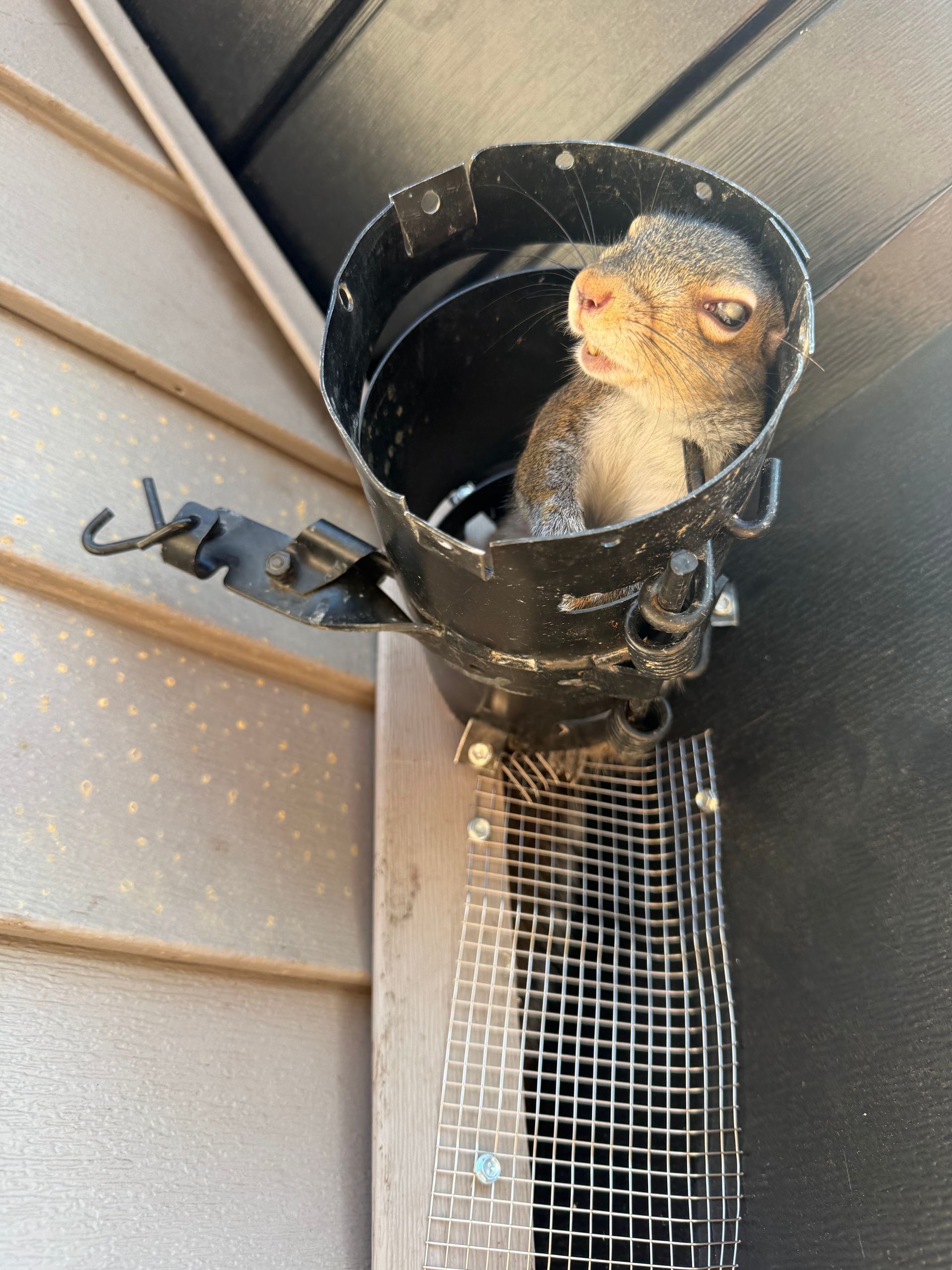 Small squirrel peeking from a black pipe on a house exterior