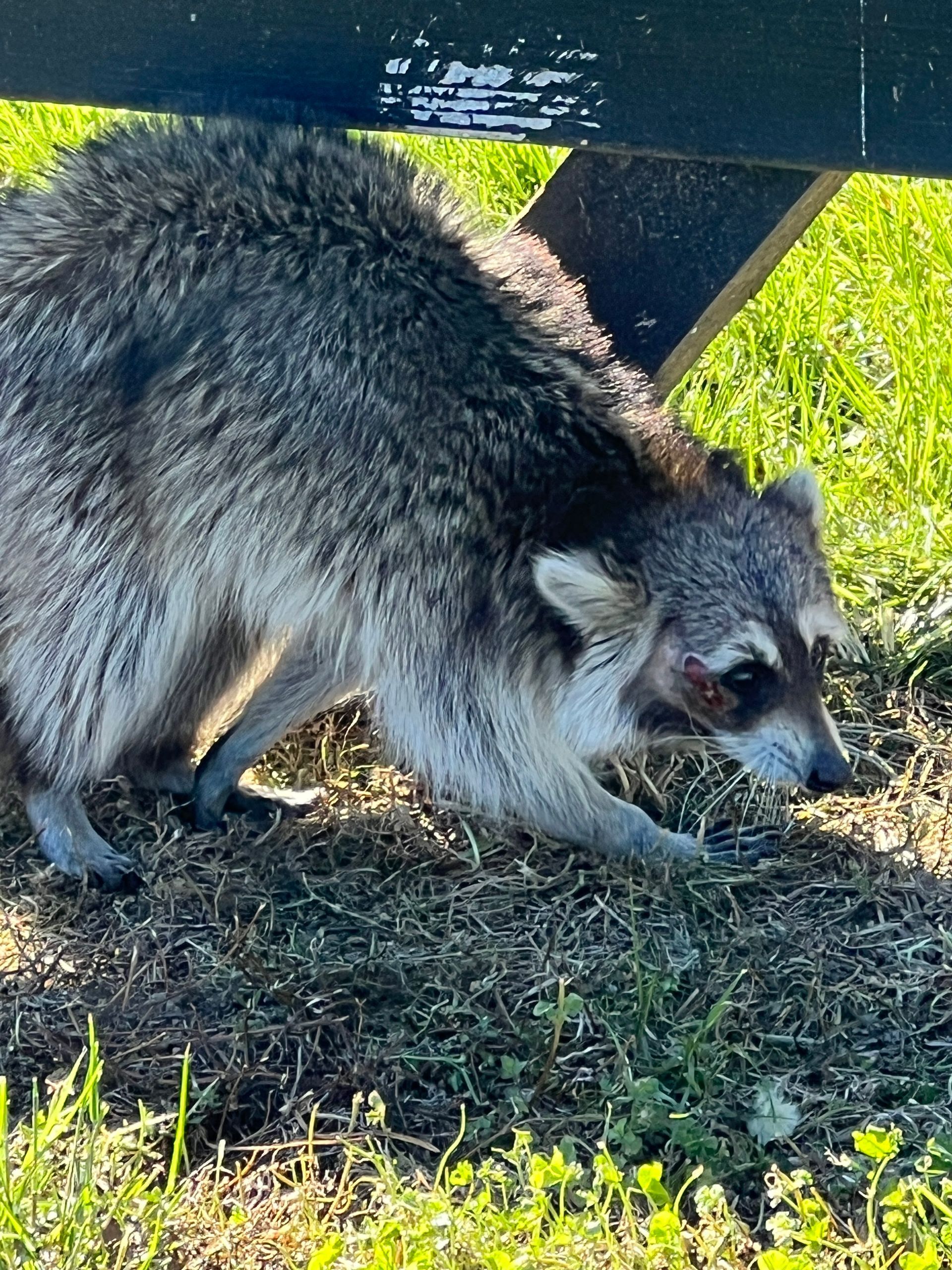 Raccoon foraging on the ground beside a wooden structure in grassy sunlight